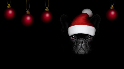 christmasn santa claus  dog on black backgroud