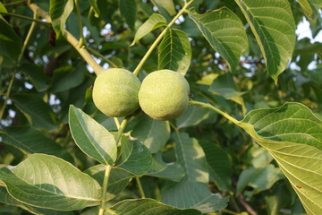 Green walnuts