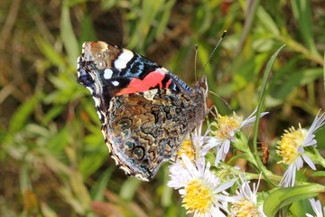 farfalla rossonera, vulcano (Vanessa atalanta)