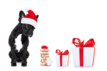 christmas santa dog