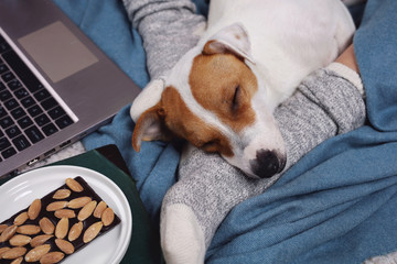 Dog Jack Russel terrier sleeping near woman wearing cozy socks, Soft, comfy lifestyle.