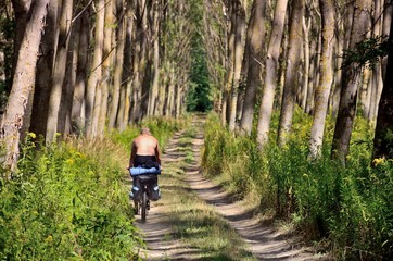 Man on the bicycle and bag passing through alley of trees in forest during summer trip