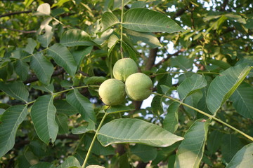 Green walnuts