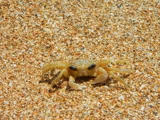 Cangrejo - Crab