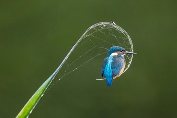 eisvogel