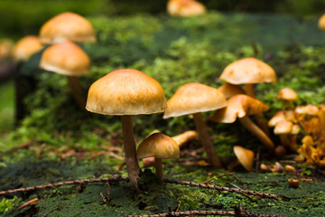 Small Mushrooms