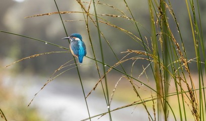 eisvogel auf dem darß
