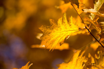 leaves in autumn season