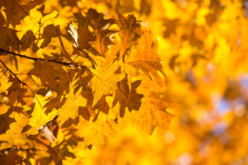 Naklejka na ściany i meble leaves in autumn season