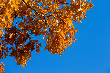 leaves in autumn season