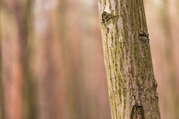 Close up of trees trunks in fall forest