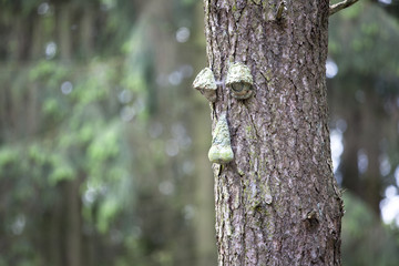 Baum mit Gesicht
