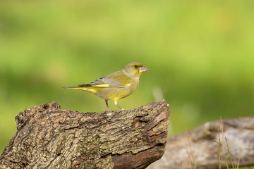 male greenfinch with seeds on tree trunk outdoors