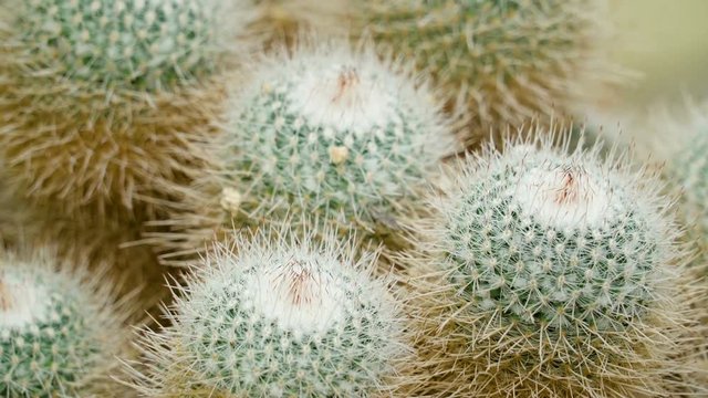The mini cactus inside the pots in the garden. A cactus is a member of the plant family Cactaceae a family comprising ca 127 genera with some 1750 known species of the order Caryophyllales