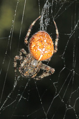 ragno tessitore con preda (Araneus diadematus)