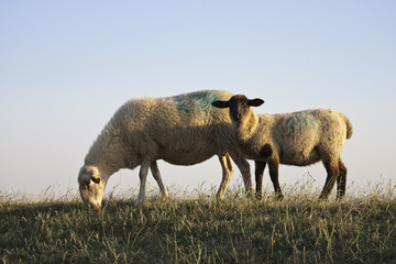 sheep