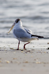 Möwe - Larus michahellis