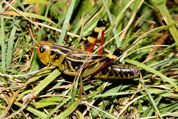 cavalletta dalle zampe rosse (Arcyptera fusca)