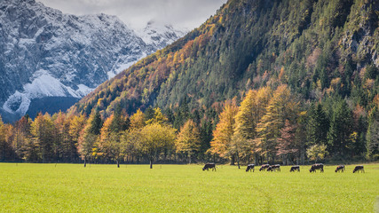Logarska valley Logarska dolina near Solcava, Slovenia © dannywilde