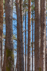 Fototapeta premium Dense pine tree woods