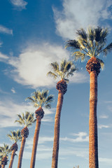 Palm trees. California skies. - 126585096