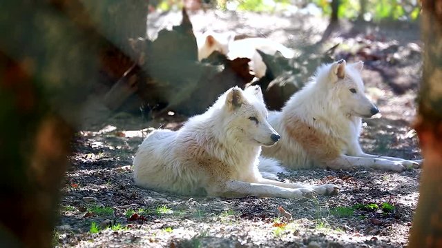 Arctic Wolf (Canis Lupus Arctos) Lying Down On Ground