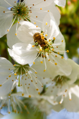 Bee on a cherry blossom