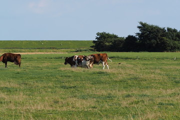 Cattle