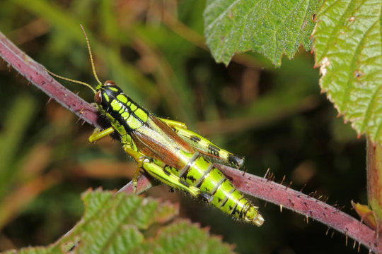 cavalletta verde e nera (Miramella irena)