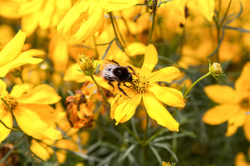 Bumblebee on a Flower