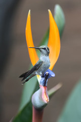 Hummingbird sitting still on a Bird of Paradise flower - 126585849