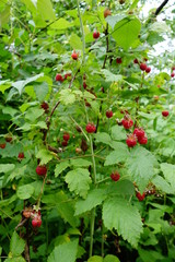 Raspberry bush