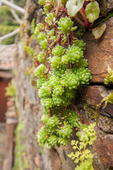 Schist stone with vegetation