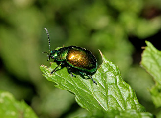 piccolo crisomelide metallizzato (Chrysolina)