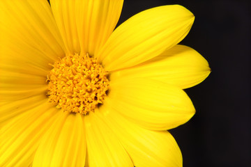 Yellow Daisy