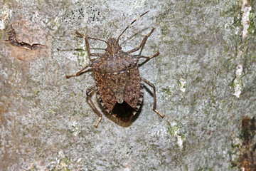 cimice bruna (Halyomorpha halys)