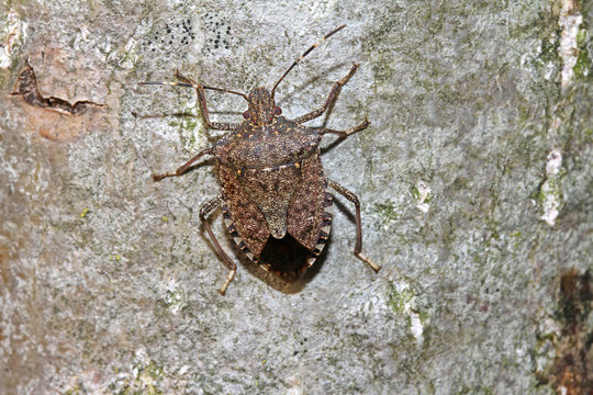 cimice bruna (Halyomorpha halys)