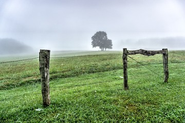Cade's Cove Fog