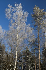Frozen trees on blue sky background