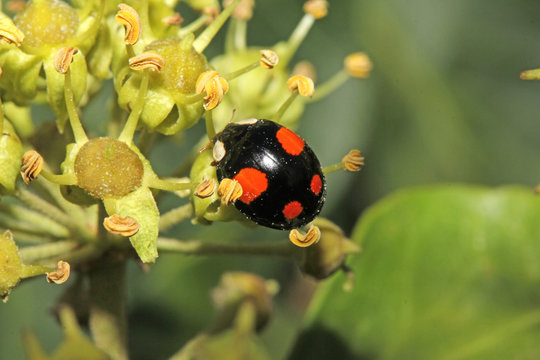 coccinella nera e rossa (Harmonia axyridis)