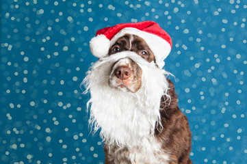 cute christmas dog wearing a santa hat and beard