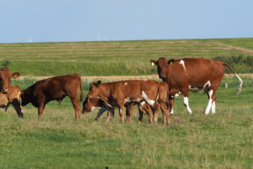 Fototapeta na wymiar Cattle