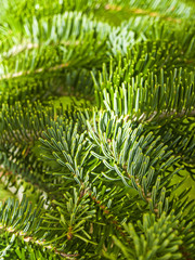 Natural texture of leaves