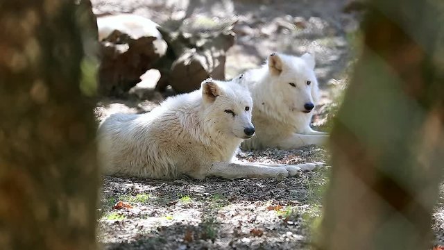 White Arctic Wolf (Canis Lupus Arctos) Couple in the Forest