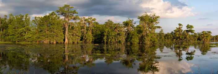 Louisiana Swamp Panoama