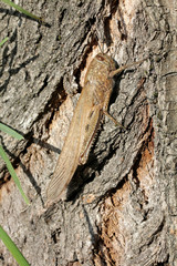 cavalletta gigante dagli occhi striati (Anacridium aegiptium)