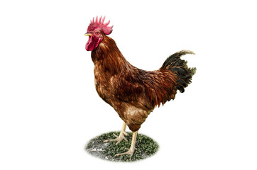 Bright red cock symbol of the New Year on white background

