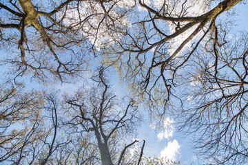 oak trees branches