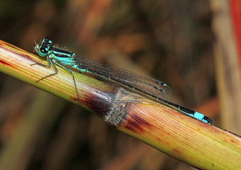 piccola libellula azzurra (Ischnura pumilio)