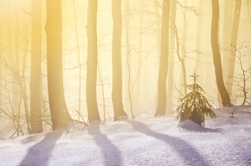 Evergreen tree in forest with beautiful warm light - christmas concept, photo from nature - warm filter applied